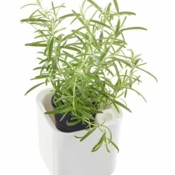 ORTHEX Eden Urtepotte, 12 Cm