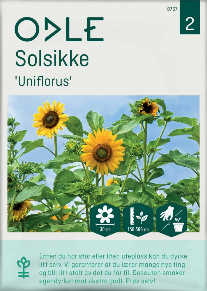 Frø Odle Solsikke Gul 1 Frø Odle Solsikke Gul