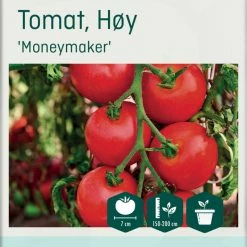 Odle Frø 'Moneymaker' Tomat