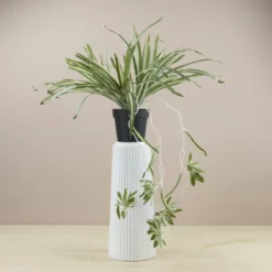 NORD Chlorophytum Plante