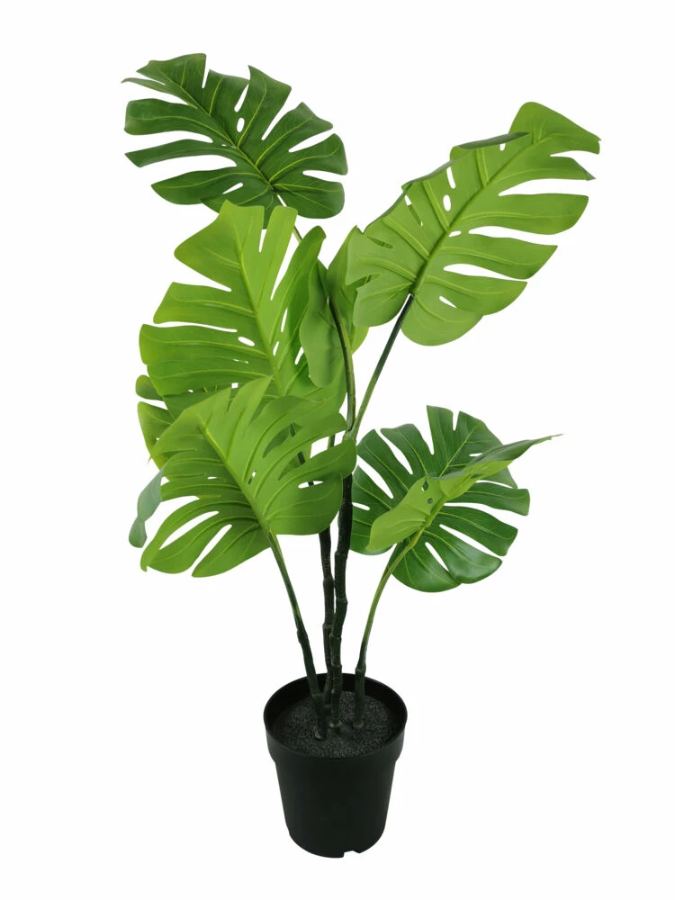 NORD Monstera Plante 1 NORD Monstera Plante