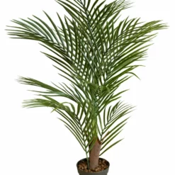 NORD Pilar Palme