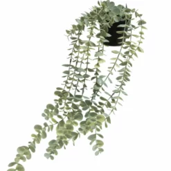 Alternative view of NORD Eucalyptus Hengeplante