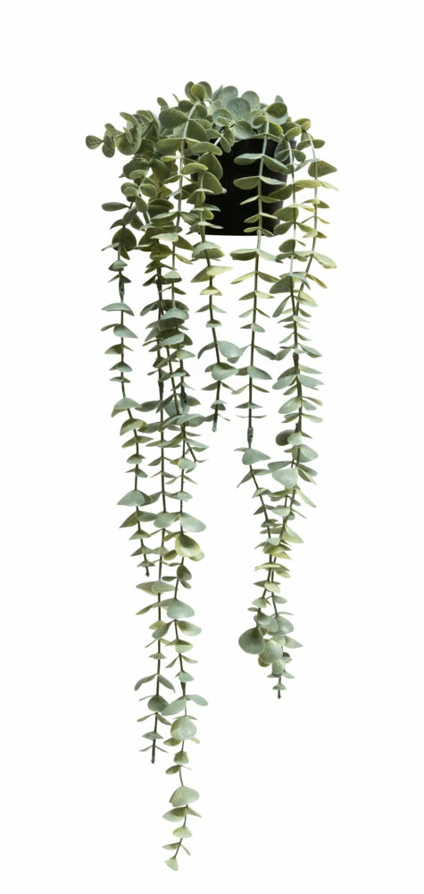 NORD Eucalyptus Hengeplante 1 NORD Eucalyptus Hengeplante